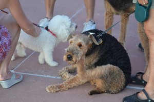 Eliminar pulgas naturalmente.